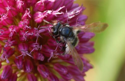 Andrena sp.